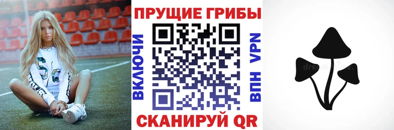 наркошоп  Сураж  Псилоцибиновые грибы Psilocybe 